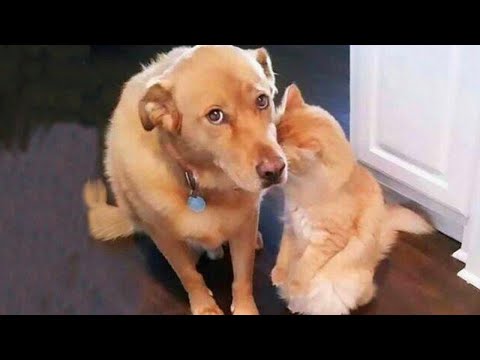 Best Funny Animal Videos 2023😂 Funniest Cats And Dogs Videos