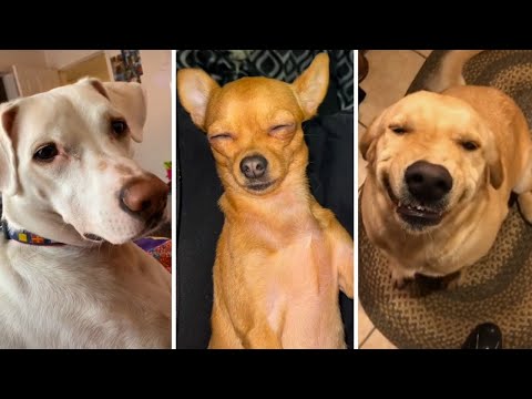 Funny And Cute Dogs Videos 🐶 Try Not to Laugh CHALLENGE