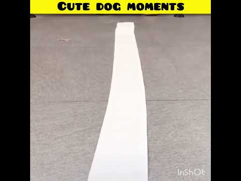 Cute dog moments | Part-218| funny dog videos in Bengali| #shorts #shortvideo #funny