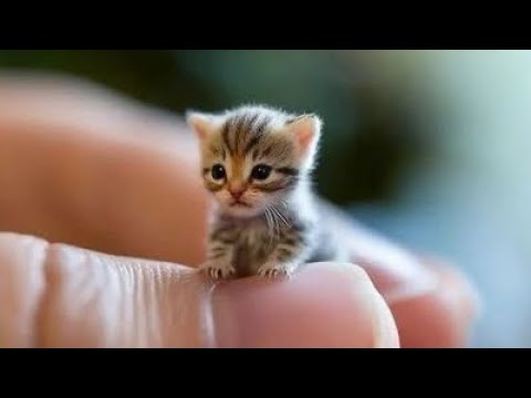 Best Funny Animal Videos Of The 2023 🤣 – Funniest Cats And Dogs Videos 😺😍