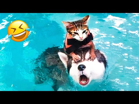 Try Not To Laugh Dogs And Cats 😁 – Best Funniest Animals Video 2023