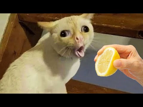 New Funny Dogs And Cats Videos 😅 – Funniest Animals Videos 2023😇