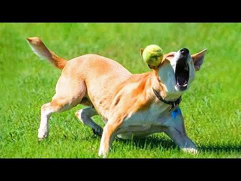 Funny Cats And Dogs Videos 🐱🐶 Funniest Animals – Videos of Funny Animals ZZZ