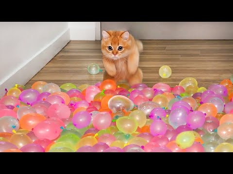 Best Funny Animal Videos Of The 2023 🤣 – Funniest Cats And Dogs Videos 😺😍