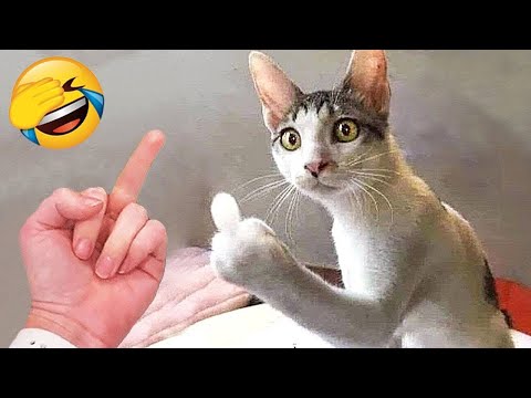 Best Funny Animals 2023 🤩 Funniest Dogs and Cats 😻🐶 Part 39