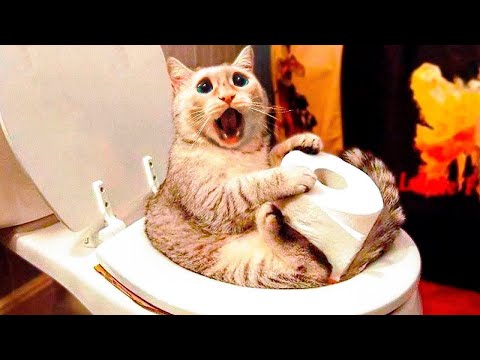 Funny Cats And Dogs Videos 🤣 – Funniest Animal Videos 2023! 🤗