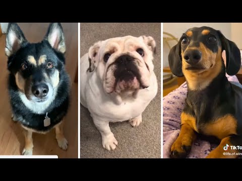 Funniest Dogs 😅 Funny Puppy Videos 2023 😇