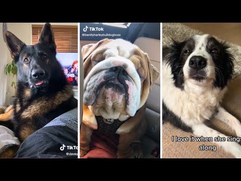 Dogs Doing Funny Things 🐶 Cutest Doggos TIKTOK Compilation 🐶 Fluppy