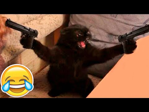New Funny Animals 😂 Funniest Cats and Dogs Videos 😺🐶