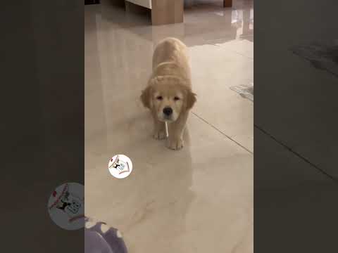 Latest Funny Moments of Dogs Funny Dogs Shorts Videos Compilations 🐶😂😂 -EPS720