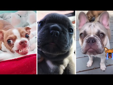 Funny Dog Videos 😅 YOU LAUGH YOU LOSE! 🤣 (2023)