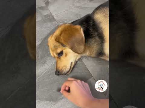 LOL, Dogs Are So Funny Cute Latest Dogs Shorts Videos Compilations 🐶😂😂 -EPS701