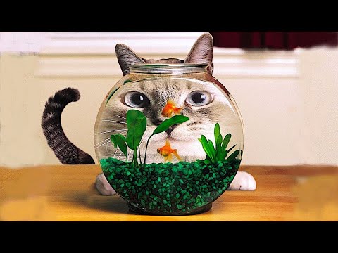 Funniest Animal Videos 2023🤣 – Funniest Cats😹 and Crazy Dogs🐶 Videos!