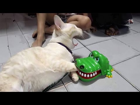 Funny Cats And Dogs Videos 🐱🐶 Funniest Animals – Videos of Funny Animals ZZZ