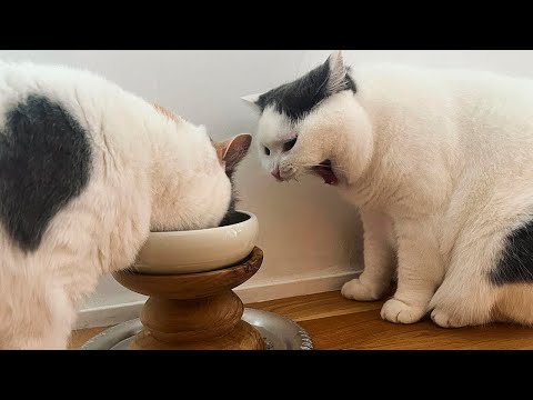 Best Funny Animal Videos Of The 2023 🤣 – Funniest Cats And Dogs Videos 😺😍