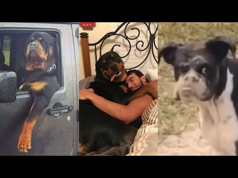 Dogs Videos But Try Not To Laugh🤣😂Part 29