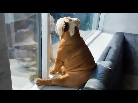 You would die laughing for these funny dogs