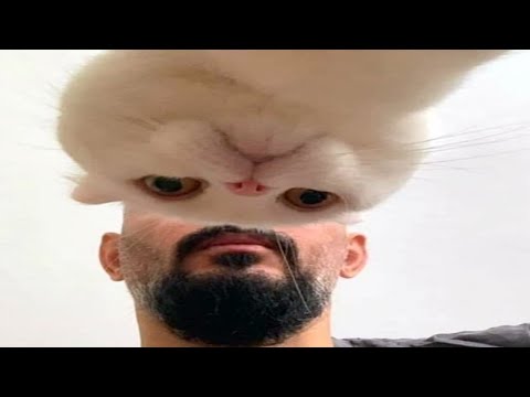 FUNNY CAT MEMES COMPILATION OF 2023 V27