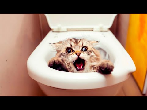 Best Funny Animal Videos Of The 2023 🤣 – Funniest Cats And Dogs Videos 😺😍