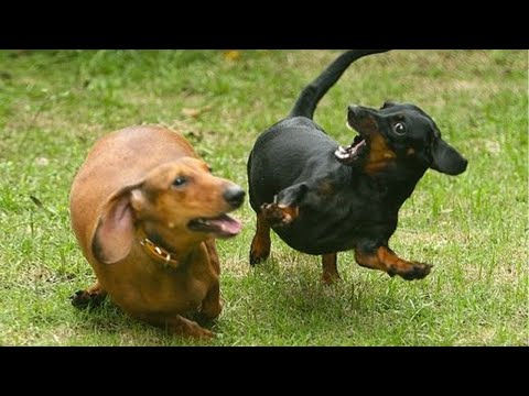 Funniest Dogs Video!