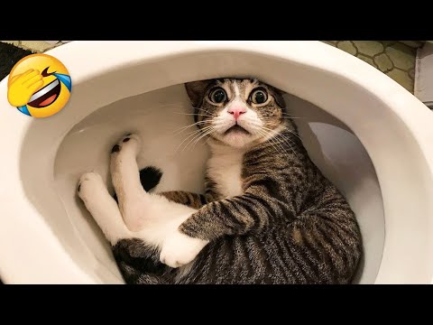 You Laugh You Lose 🤣 Funniest Dogs and Cats 2023 😹🐶 Part 37