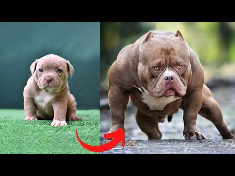 I'm A Big Kid Now – Baby Dogs And Cats Grow Up To Adults | Furry Buddy
