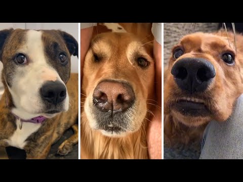 Ultimate Compilation of Funniest DOGS! 🐾😄