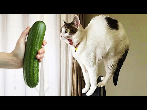 Trending Funny Animals 😅 Funniest Cats and Dogs 😹🐶 Part 36