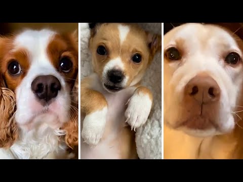 😂 YOU LAUGH YOU LOSE! 🤣 Ultimate Funny Dogs Compilation! 🐶