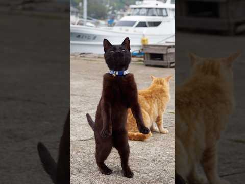 Funny animals 2023😆 – Funniest Cats and Dogs Video🐕🐈280 #shorts