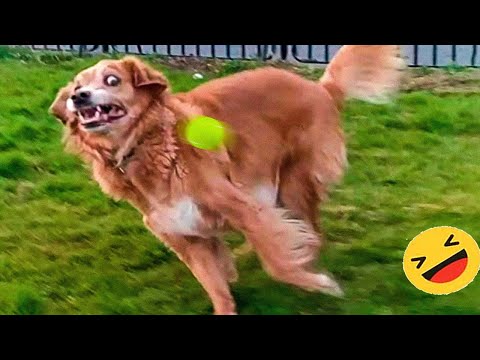 Best Funniest Animals Videos 😅 – Funny Dogs And Cats Videos 2023😇 #9