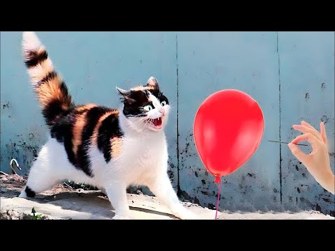 Best Funny Animal Videos Of The 2023 🤣 – Funniest Cats And Dogs Videos 😺😍