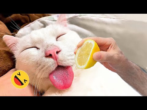 Best Funniest Animals Videos 😅 – Funny Dogs And Cats Videos 2023😇 #10