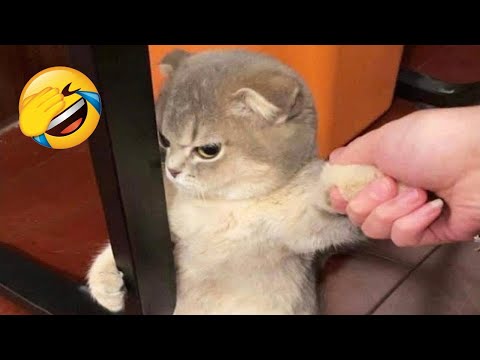 Funniest Animals 🤣 Funny Cats and Dogs Videos 2023 😍 Part 23