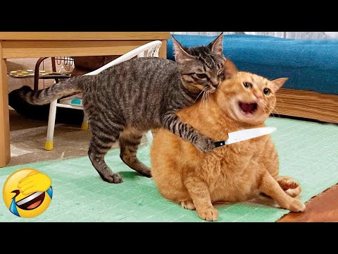 Funniest Cats and Dogs 2023 😂 New Funny Animals 🤣 Part 25