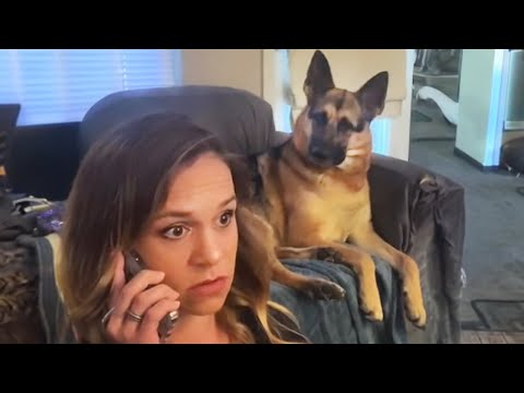 German Shepherd dog suddenly reaction to hear his favorite word🤣 Funny Dog Video