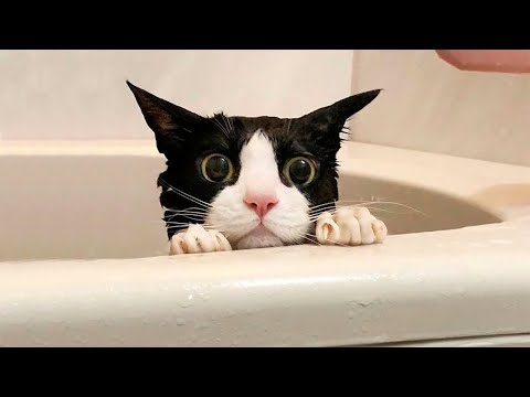 Funniest Cats and Dogs 😺🐶 Funny Animals 2023 😂 Funny Video #30