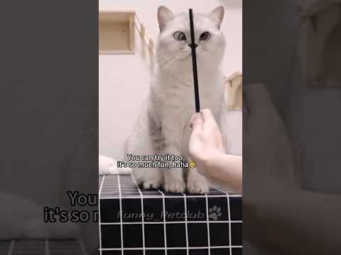 Funniest cats🐱In The World😂 Funny and Fails Pets Video #shorts #66 #cats #funny #animals