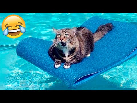 Funny Cats And Dogs Videos 🤣 – Funniest Animal Videos 2023! 🥰