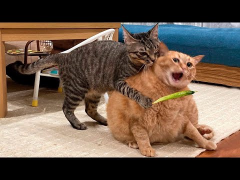 Funny Cats And Dogs Videos 🐱🐶 Funniest Animals – Videos of Funny Animals ZZZ