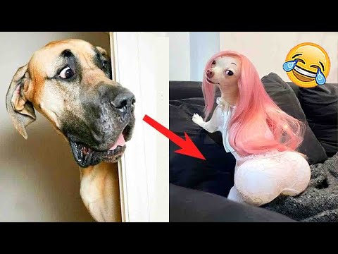 Try Not to Laugh at These Funny Dog Videos 🐶😹 – Funniest Animals 2023 | Pets Island