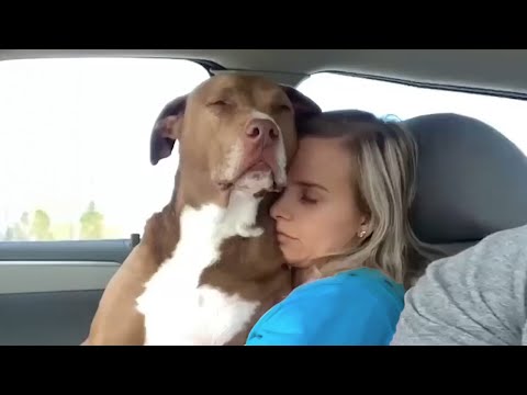 Dogs Are Truly the Human’s Best Friend – Funny Animal 2023