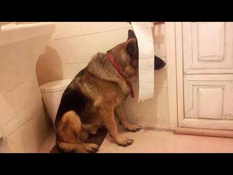 When your dog doesn’t want to take a bath🤣Funny Dog’s Reaction