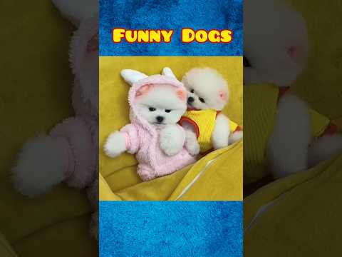 Cute dog funny moments | Part-7| funny dog videos in Bengali| #shorts #shortvideo #funny