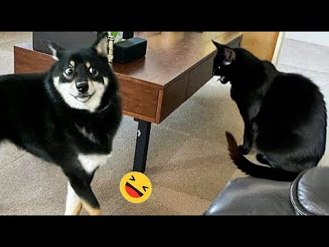 Funniest Dogs And Cats Videos 😅 – Best Funny Animals Videos 2023😇 #7