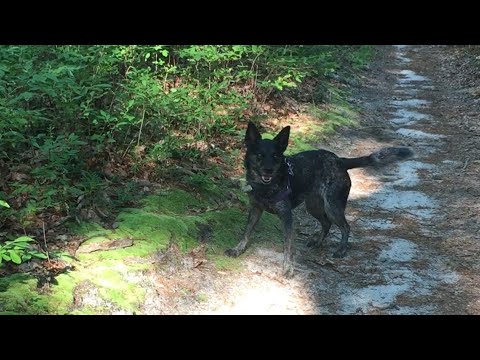 A Happy Silly Funny Dog