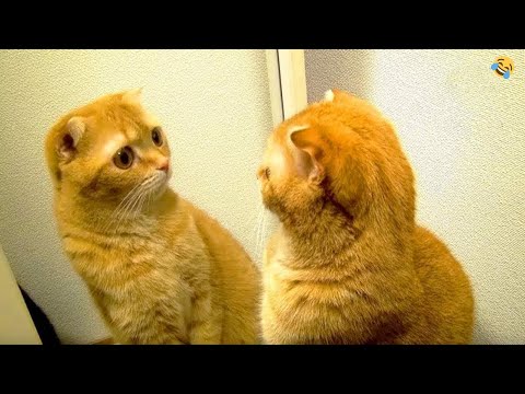 FUNNY CATS and DOGS 🐱🐶 TALKING Cats 😂 Funniest Animal Videos 2023