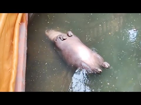 The Funniest Animals 🤣 Best Compilation