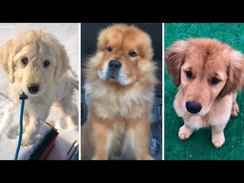 Funniest Dog Videos (2023) 😅 YOU LAUGH YOU LOSE! 🤣