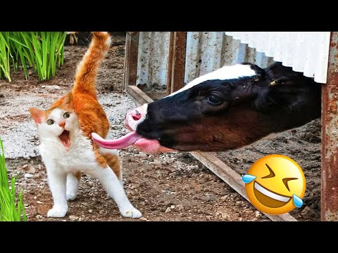 Funny Animal Videos 2023 😁 – Funniest Dogs and Cats Videos 🥰 #20